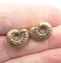 Load image into Gallery viewer, Ammonite Stud Earrings